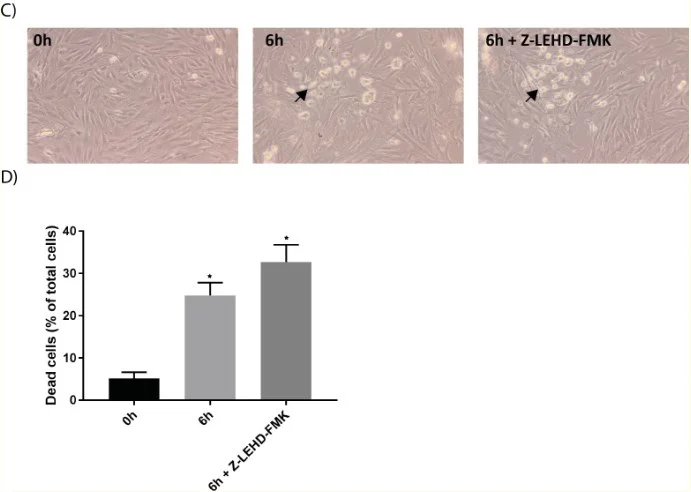 Functional Studies (Act) - Z-LEHD-FMK, caspase-9 inhibitor (AB142026)