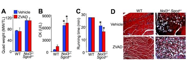 Functional Studies - Z-VAD(OH)-FMK, Irreversible general caspase inhibitor (AB120382), expandable thumbnail