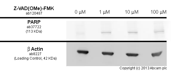 Functional Studies - Z-VAD(OMe)-FMK, Cell permeable, irreversible pan-caspase inhibitor (AB120487)