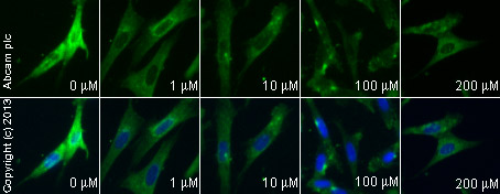 Functional Studies - Z-VDVAD-FMK, caspase-2 inhibitor (AB142035), expandable thumbnail