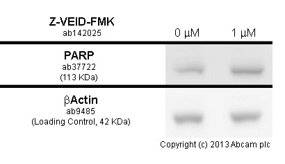 Functional Studies - Z-VEID-FMK, caspase-6 inhibitor (AB142025), expandable thumbnail