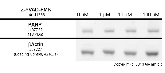 Functional Studies - Z-YVAD-FMK, Irreversible caspase-1 inhibitor (AB141388)