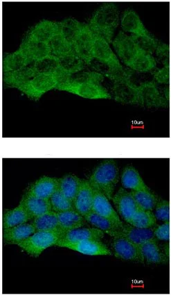 Immunocytochemistry/ Immunofluorescence - Anti-ZAK antibody - N-terminal (AB154602)