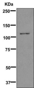 Western blot - Anti-ZAN antibody [EPR11209] (AB170925)