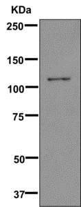 Western blot - Anti-ZAN antibody [EPR11209] - BSA and Azide free (AB249596)