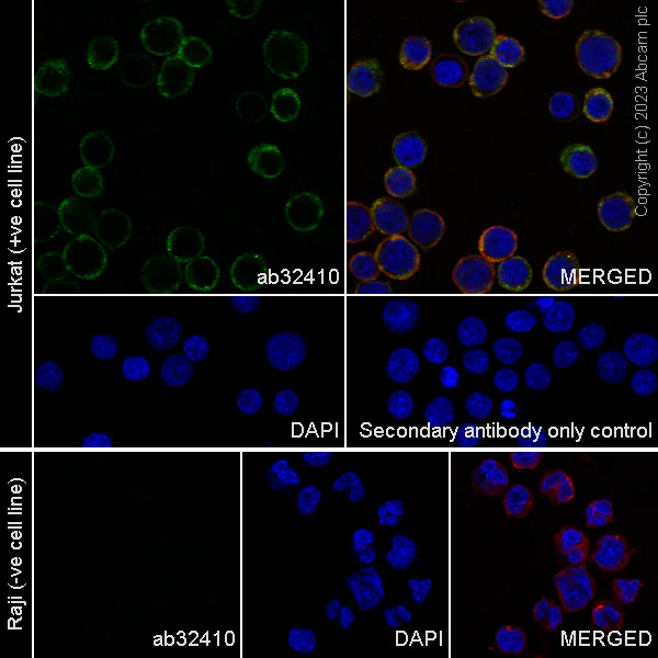 Immunocytochemistry/ Immunofluorescence - Anti-ZAP70 antibody [E267] (AB32410)