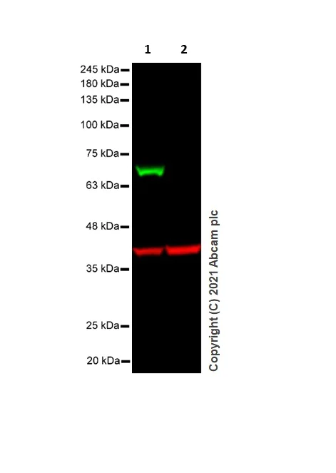 Western blot - Anti-ZAP70 antibody [E267] (AB32410)