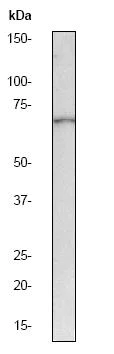 Western blot - Anti-ZAP70 antibody [E267] - BSA and Azide free (AB247256)