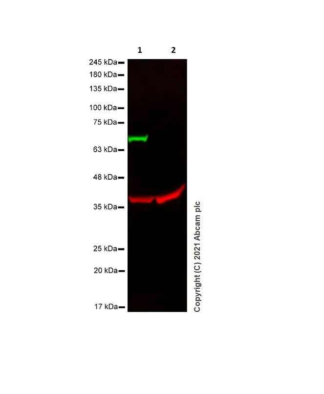 Western blot - Anti-ZAP70 antibody [YE291] (AB32429)