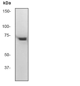 Western blot - Anti-ZAP70 antibody [YE291] (AB32429)