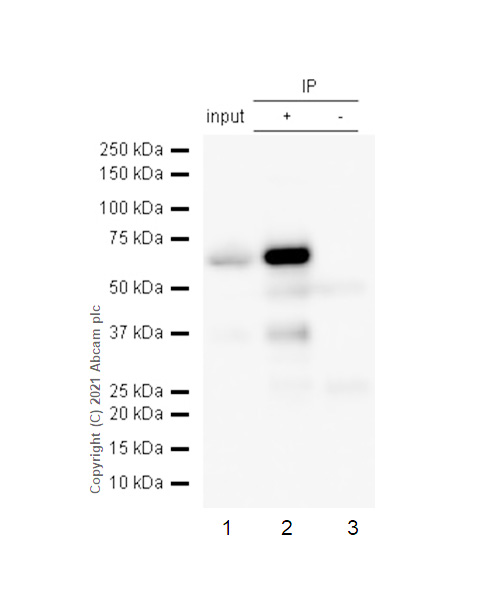Immunoprecipitation - Anti-ZAP70 antibody [YE291] - BSA and Azide free (AB247258), expandable thumbnail