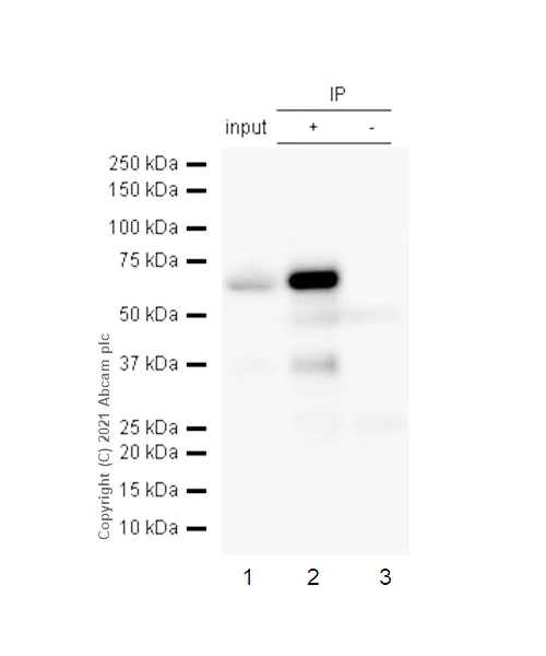 Immunoprecipitation - Anti-ZAP70 antibody [YE291] - BSA and Azide free (AB247258)