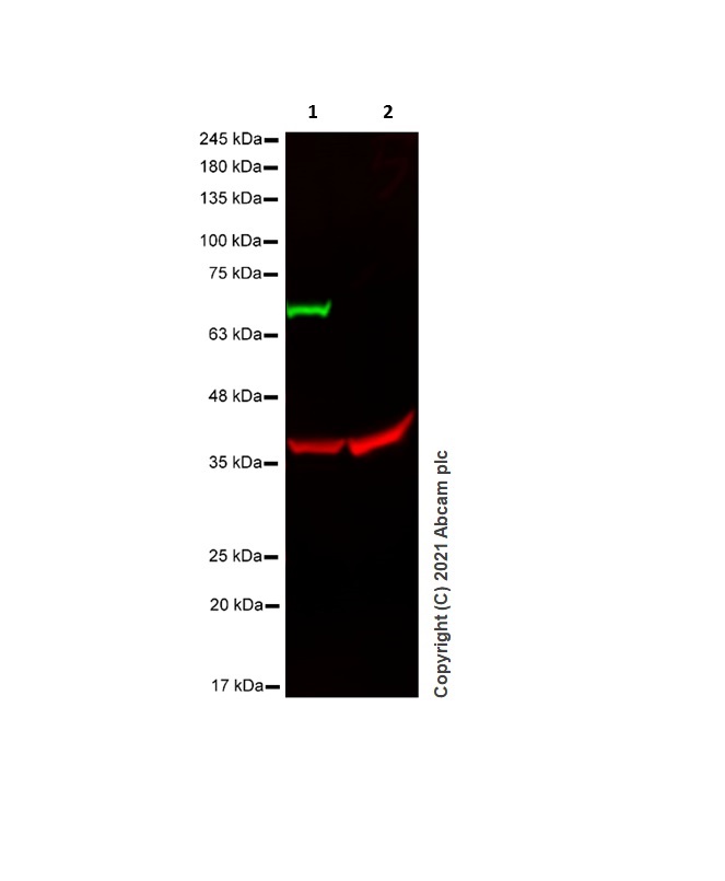 Western blot - Anti-ZAP70 antibody [YE291] - BSA and Azide free (AB247258), expandable thumbnail