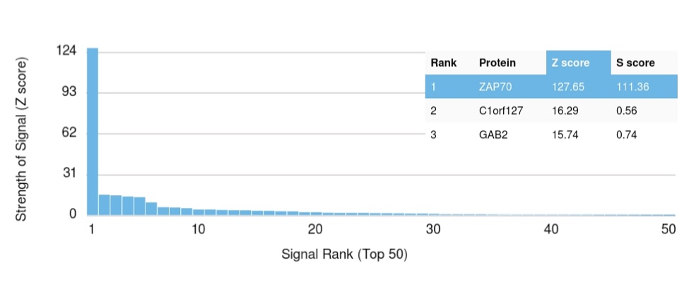 Protein Array - Anti-ZAP70 antibody [ZAP70/2035] (AB238076), expandable thumbnail