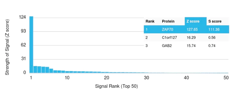 Protein Array - Anti-ZAP70 antibody [ZAP70/2035] - BSA and Azide free (AB237930)
