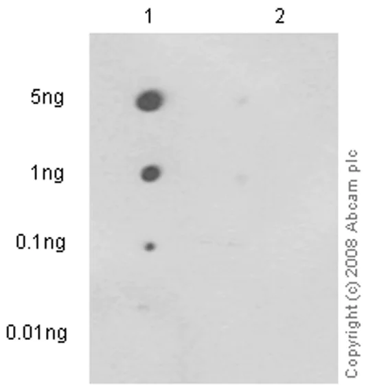 Dot Blot - Anti-ZAP70 (phospho Y292) antibody [EPR1073] - BSA and Azide free (AB247483)