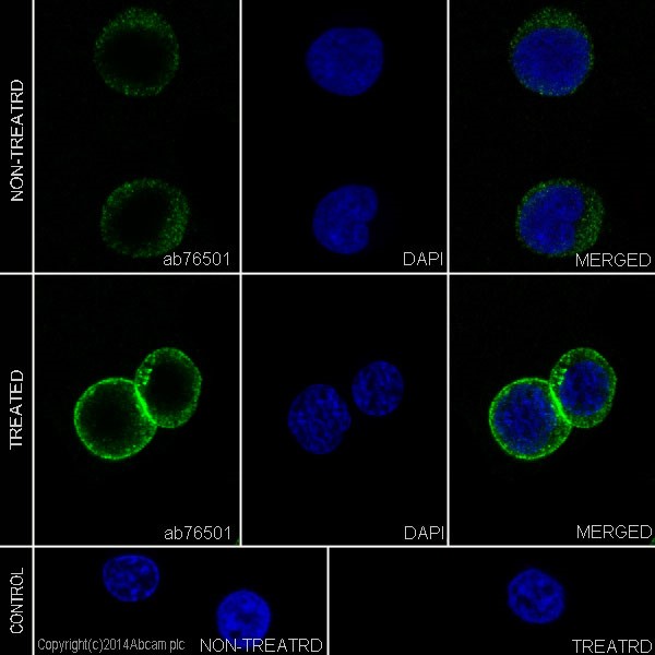 Immunocytochemistry/ Immunofluorescence - Anti-ZAP70 (phospho Y292) antibody [EPR1073] - BSA and Azide free (AB247483)