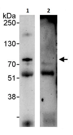 Immunoprecipitation - Anti-ZAP70 (phospho Y319) antibody (AB264260)