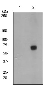 Western blot - Anti-ZAP70 (phospho Y492) antibody [EP2291Y] (AB76306)