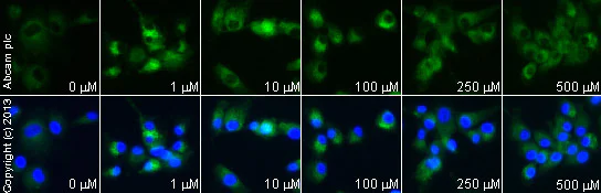 Functional Studies - Zaprinast, cGMP phosphodiesterase inhibitor (AB120940)