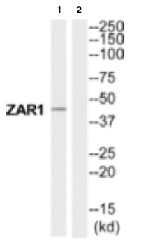 Western blot - Anti-ZAR1 antibody (AB129875)