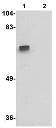 Western blot - Anti-ZBRK1 antibody (AB77085)