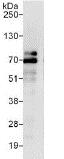 Immunoprecipitation - Anti-ZBTB2 antibody (AB117756)