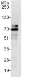 Immunoprecipitation - Anti-ZBTB2 antibody (AB117756)