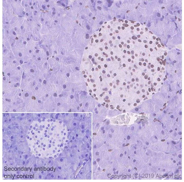 Immunohistochemistry (Formalin/PFA-fixed paraffin-embedded sections) - Anti-ZBTB20 antibody [4A3] (AB243143)