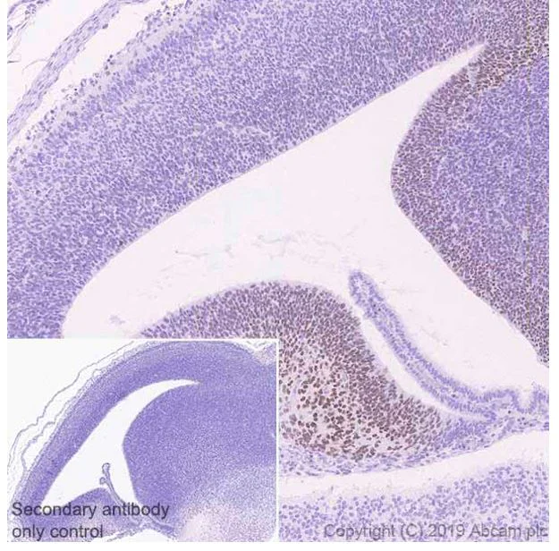 Immunohistochemistry (Formalin/PFA-fixed paraffin-embedded sections) - Anti-ZBTB20 antibody [4A3] - BSA and Azide free (AB252244)