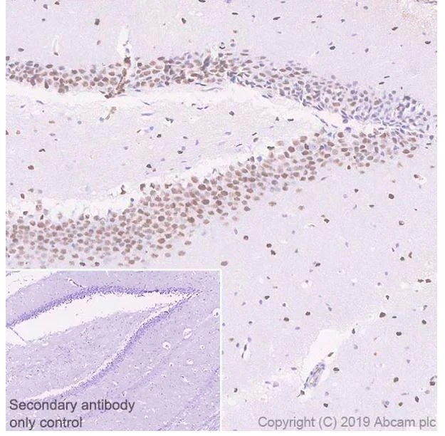 Immunohistochemistry (Formalin/PFA-fixed paraffin-embedded sections) - Anti-ZBTB20 antibody [4A3] - BSA and Azide free (AB252244)