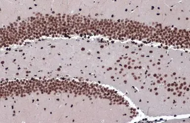 Immunohistochemistry (Formalin/PFA-fixed paraffin-embedded sections) - Anti-ZBTB20 antibody (AB127702)
