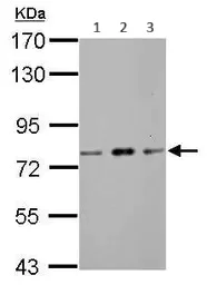 Western blot - Anti-ZBTB20 antibody (AB127702)