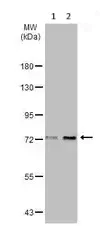 Western blot - Anti-ZBTB20 antibody (AB127702)