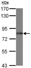 Western blot - Anti-ZBTB20 antibody (AB127702), expandable thumbnail