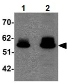 Western blot - Anti-ZBTB3 antibody (AB106536)