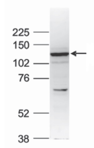 Western blot - Anti-ZBTB38 antibody (AB231263)