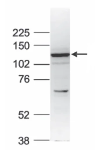Western blot - Anti-ZBTB38 antibody (AB231263)
