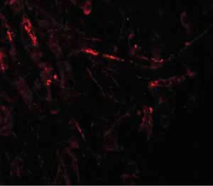 Immunocytochemistry/ Immunofluorescence - Anti-ZBTB4 antibody (AB106554)
