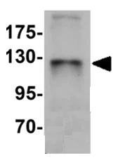 Western blot - Anti-ZBTB4 antibody (AB106554)