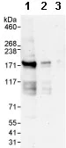 Western blot - Anti-ZBTB40 antibody (AB86330)
