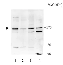 Western blot - Anti-ZBTB40 antibody - C-terminal (AB190185)
