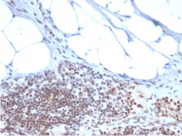 Immunohistochemistry (Formalin/PFA-fixed paraffin-embedded sections) - Anti-ZBTB46 antibody [PCRP-ZBTB46-2B8] (AB277100)