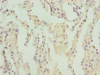 Immunohistochemistry (Formalin/PFA-fixed paraffin-embedded sections) - Anti-ZBTB48 antibody - N-terminal (AB225935)