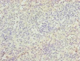 Immunohistochemistry (Formalin/PFA-fixed paraffin-embedded sections) - Anti-ZBTB48 antibody - N-terminal (AB225935)