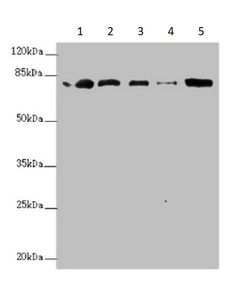 Western blot - Anti-ZBTB48 antibody - N-terminal (AB225935)