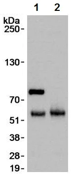 Immunoprecipitation - Anti-ZBTB7A antibody (AB70208)