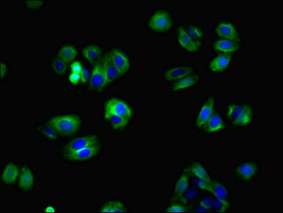 Immunocytochemistry/ Immunofluorescence - Anti-ZBTB8OS antibody (AB237490)