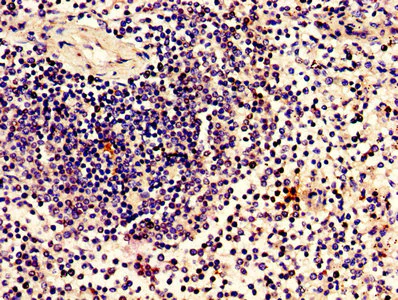 Immunohistochemistry (Formalin/PFA-fixed paraffin-embedded sections) - Anti-ZBTB8OS antibody (AB237490)