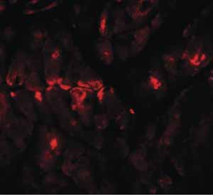Immunocytochemistry/ Immunofluorescence - Anti-ZBTB9 antibody (AB106628), expandable thumbnail